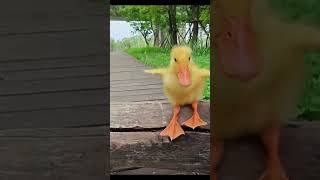 cute puppy duckling race💕🐶🦆#funny #cute #racing #puppy #duckling #youtubeshorts #viral