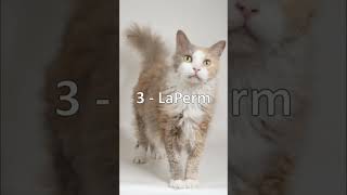 VOCÊ CONHECE ESSES GATOS? (raças desconhecidas no Brasil) (Parte 2) #shorts