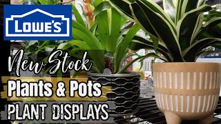 Lowe's Plants, Pots & Displays & Creative Ideas & Trendy Tropical Foliage Houseplants