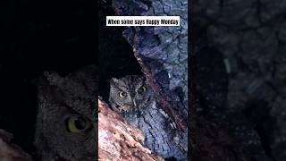 Western Screech owl stare #subscribe #birds #nature #sonyalpha #shorts #owl #birdsofprey #screechowl