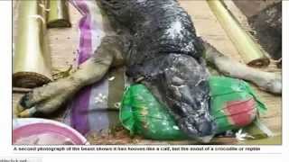 Excited..!! Bizarre "Half Crocodille Half Buffalo" Creature Terrifies Villagers in Thailand