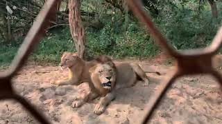 Lion safari Nadankanan zoological park