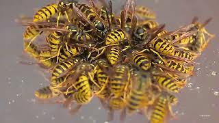 Common wasps (Vespula vulgaris) on Raspberry-go-around.