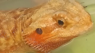 Cuidados basicos de una POGONA