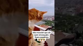 Kucing meong meong lucu #kucinglucu #videokucing #shorts