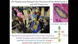 Lecture 15A: Electron Transport Chain Overview