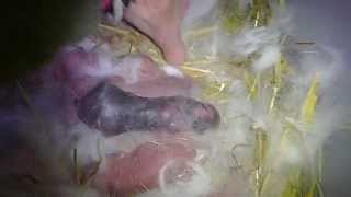 Newborn baby rabbits