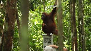 Orangutans at Camp Leakey in Borneo