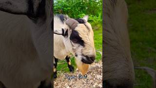 Feeding Pygmy Goat |#Shorts