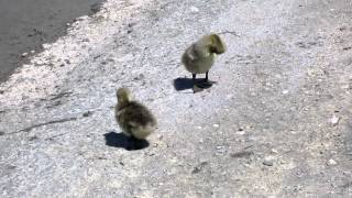 Santa Fe Dam Rec Area Video Record With Canon PowerShot S100 in 1080p