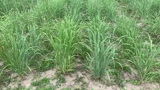 Do Some Varieties of Upland Switchgrass Grow Better Under Low Nitrogen?