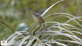 Maria-corruíra  (Euscarthmus rufomarginatus)  Rufous-sided Pygmy-Tyrant