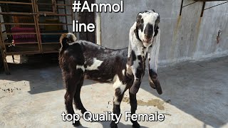 #anmol Breedline Goat Hyderabadi Top Quality Female👌