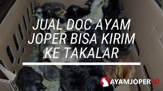 Jual DOC Ayam Joper Bisa Kirim Ke Takalar