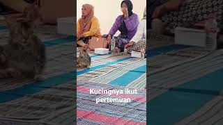 si kucing ikut acara