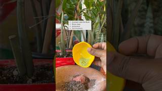 zz plant fertilizer for new growth🪴|zz plant care#shorts#viral#gardening#zzplant#zzz