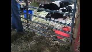 Feeding Calves with Prosthetic Arm