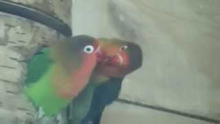 Parrots Kissing !!!