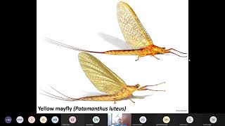 Identification of Mayfly Adults