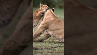 Simba's Playtime with Mom | #shorts | #viralshorts | #trending