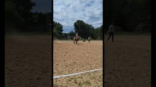 cantering Blaze last part #dressage #shortvideos #horses #showjumping #jumping #equestrian #viral