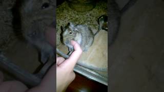 Degu coccoloso