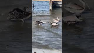 Pelican vs Pelican Duel During Feeding Frenzy