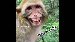 baarish ki jaye || Funny version || Monkey laughing ||