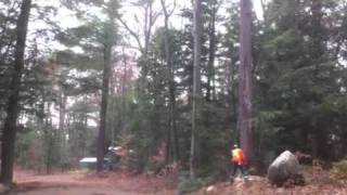 Big Tree Fall Down - Reckless Outdoors