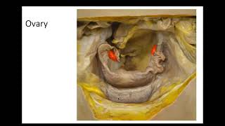 Bio 4_Lab Reproductive