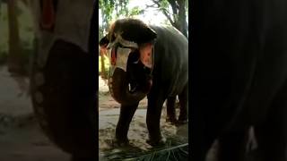 elephant seal vs indian elephant