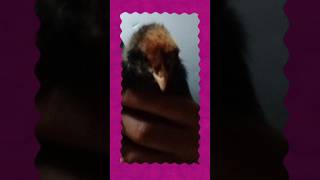 Cute Funny Baby chicks/chickens #viral #chicks #shorts #viralshorts