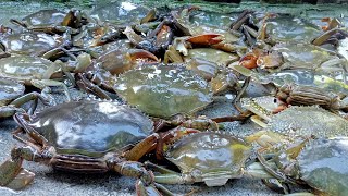 PERANGKAP KEPITING/CRAB CATCH