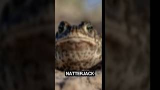 Natterjackers..#facts #funfacts #shortfacts #interestingfacts #foryou #randomfacts #fyp