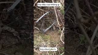 Lên đặt bẫy .ai hóng kq .thì đăng ký kênh + Cmt video nhé #sinhton #survival #diy