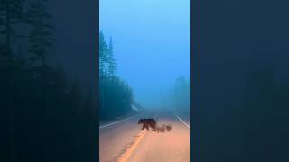 Bear Family Road Crossing #shorts #viral #trending