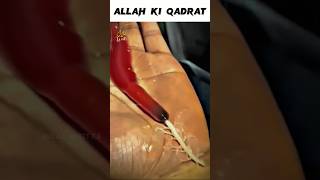 Unique creature | Allah Ki Qudrat | miracle Of Allah #allahuakbar #subhanallah #miracle ##shorts