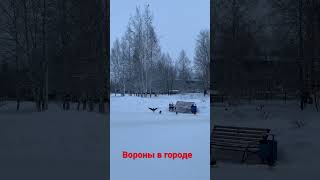 Вороны в городе