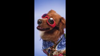 Smart Funny Cute Lovely Dog #shorts #funnydoggydog #shortsvideo #youtubeshorts