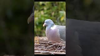 ঘুঘু পাখি নিয়ে মজাদার দুটি ফ্যাক্ট. #short #Bird