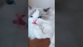 CuteCatoverload#Relaxingvids#Catspet#Love#Catlover#CCTO