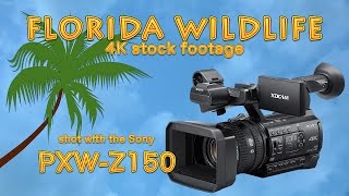 Florida Wildlife 4K Stock Footage shot with the Sony PXW-Z150