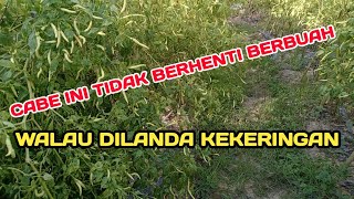 MEMAKSIMALKAN BUAH KEDUA AGAR TETAP PRODUKTIF DAN BERMUTU AGAR DIMINATI PASARAN