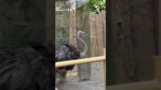 African Ostrich