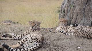 Masai Mara on Overland Truck and Camping Safari