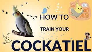 How to Train Your Cockatiel to Come to You in Just 180 Seconds