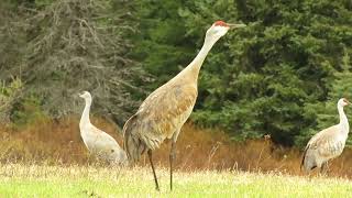 Juvenile Sandhill Crane Gang