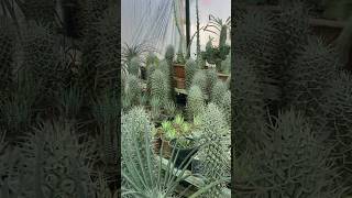 Plants nursery in Islamabad #shorts #gardening #cactus