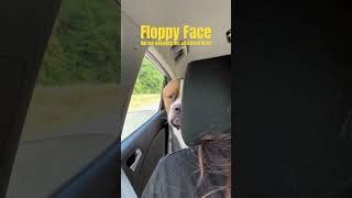 Harvey had a great ride #harvey #viral #trending #tiktok #fyp #fypシ゚viral #fyptiktok #fypage #for