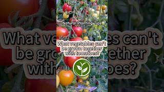 What vegetables can’t be grown together with tomatoes? #shortvideo #plants #youtubeshorts #video